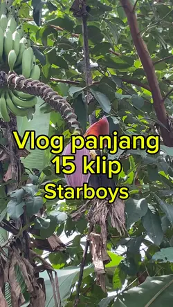 Vlog