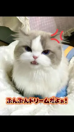 ボクは怒ってるんだよ！💝喋るAI