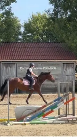 Dressage alv alm