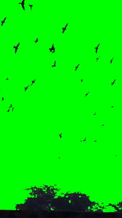 Birds Flying