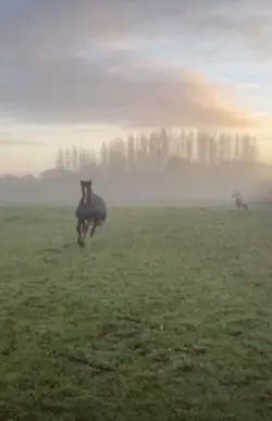 END HORSE ABUSE!!!