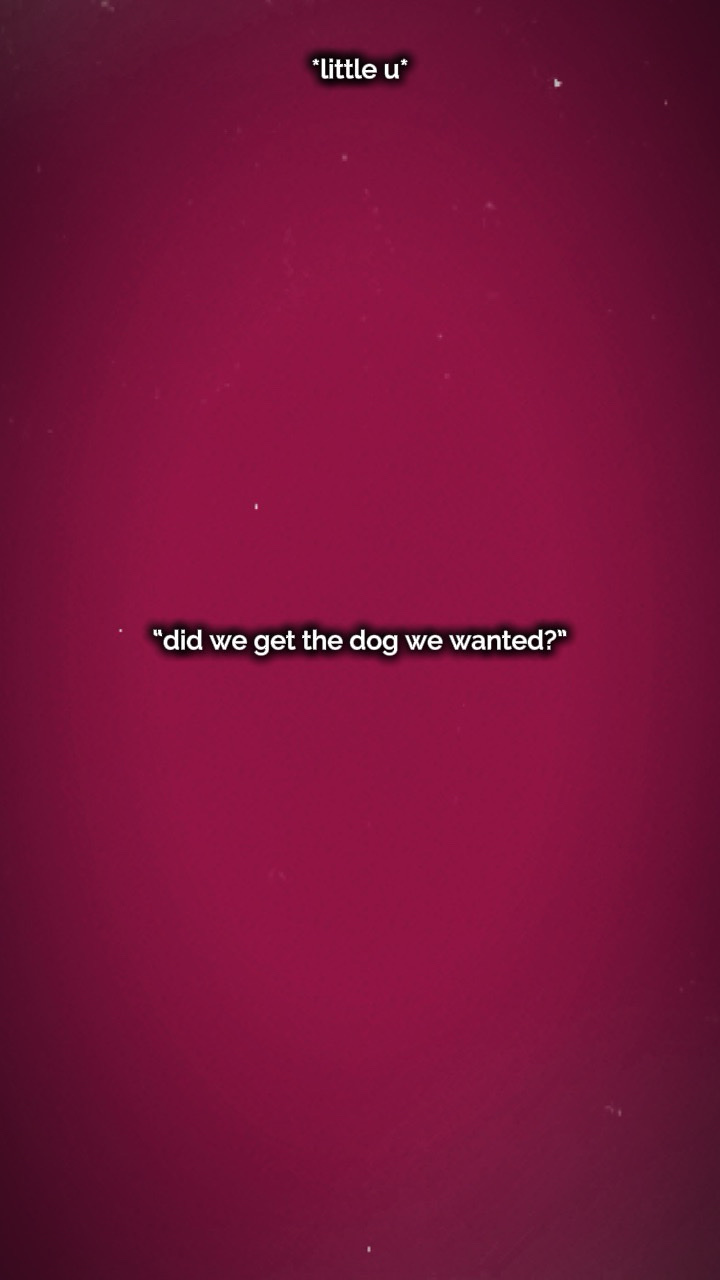 Dog 