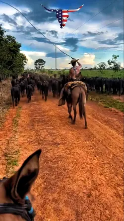 tanta saudade
