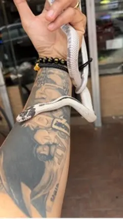 California Kingsnake