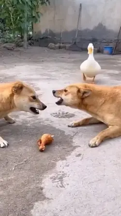 funny animal haha