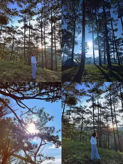 forest vibe