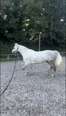 1clip horse slomo‼️AI