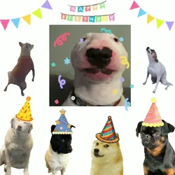 Dog happy birthday