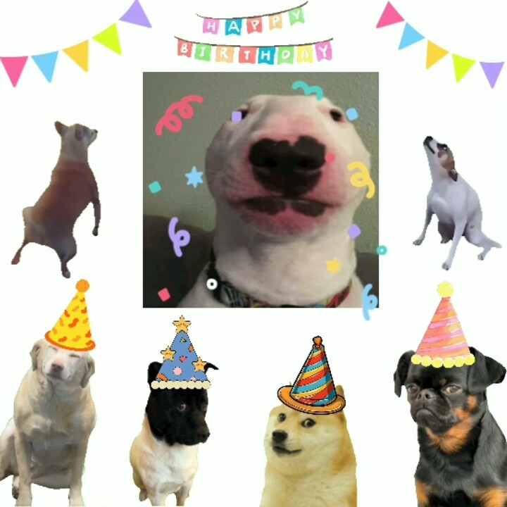 Perro feliz cumpleaños