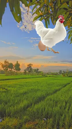 funny happy birthday