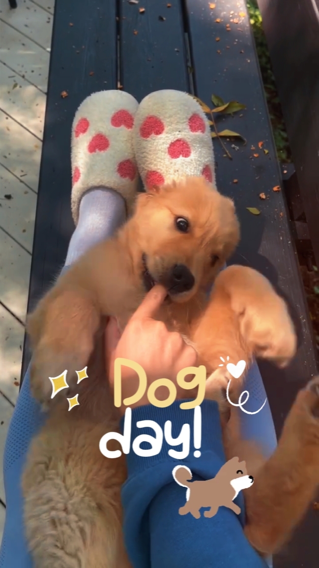 Dog day 2026