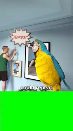 Parrot sound lol