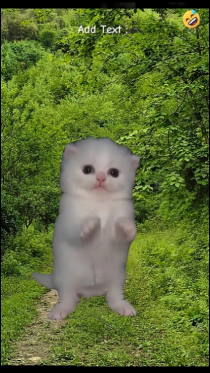 Lustige Katze