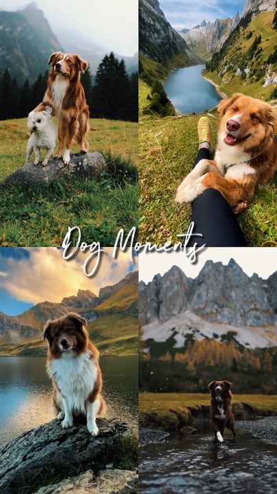 dog moments 