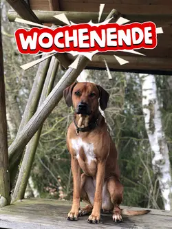 I Don‘t Like Mondays