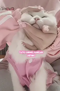 tatlı kedis fancam