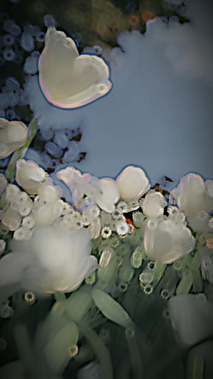 ကို့အကြိုက် tulip