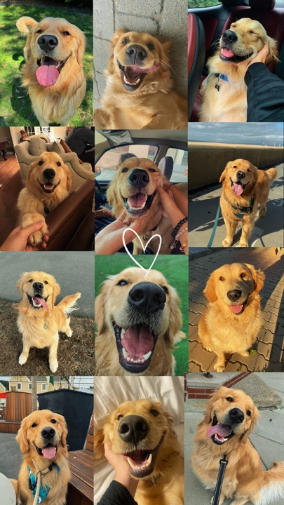 Meilleur ami du chien 