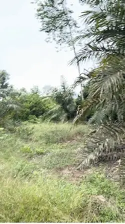 Petani sawit