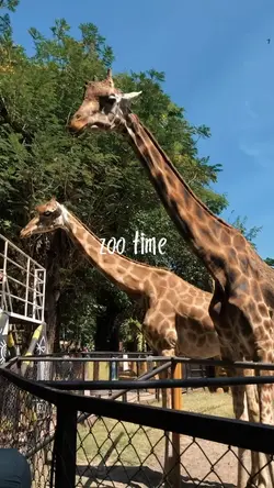 zoo time