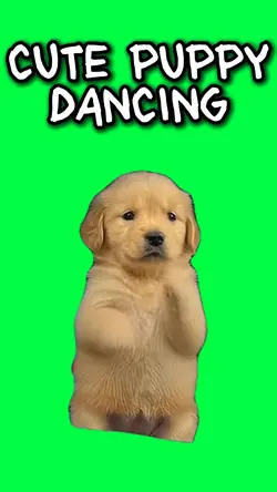 CUTE PUPPY DANCING