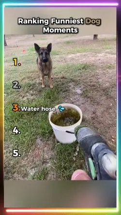 funniest dog moments