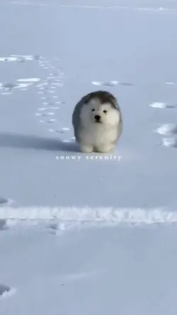 snowy serenity