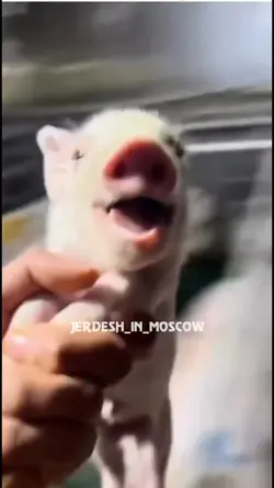 Babi ketawa