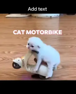 Cat motorbike meme