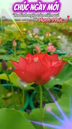 NHẠC THIỀN TỊNH TÂM