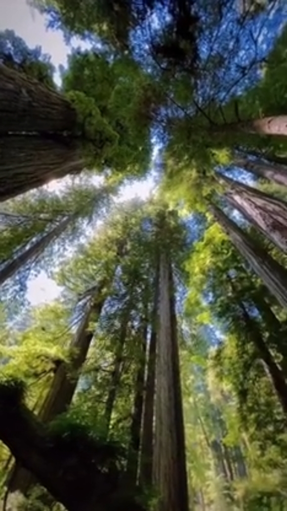 Vlog da natureza