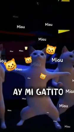 ay mi gatito