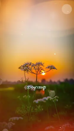 ဘဝမှာအရူး