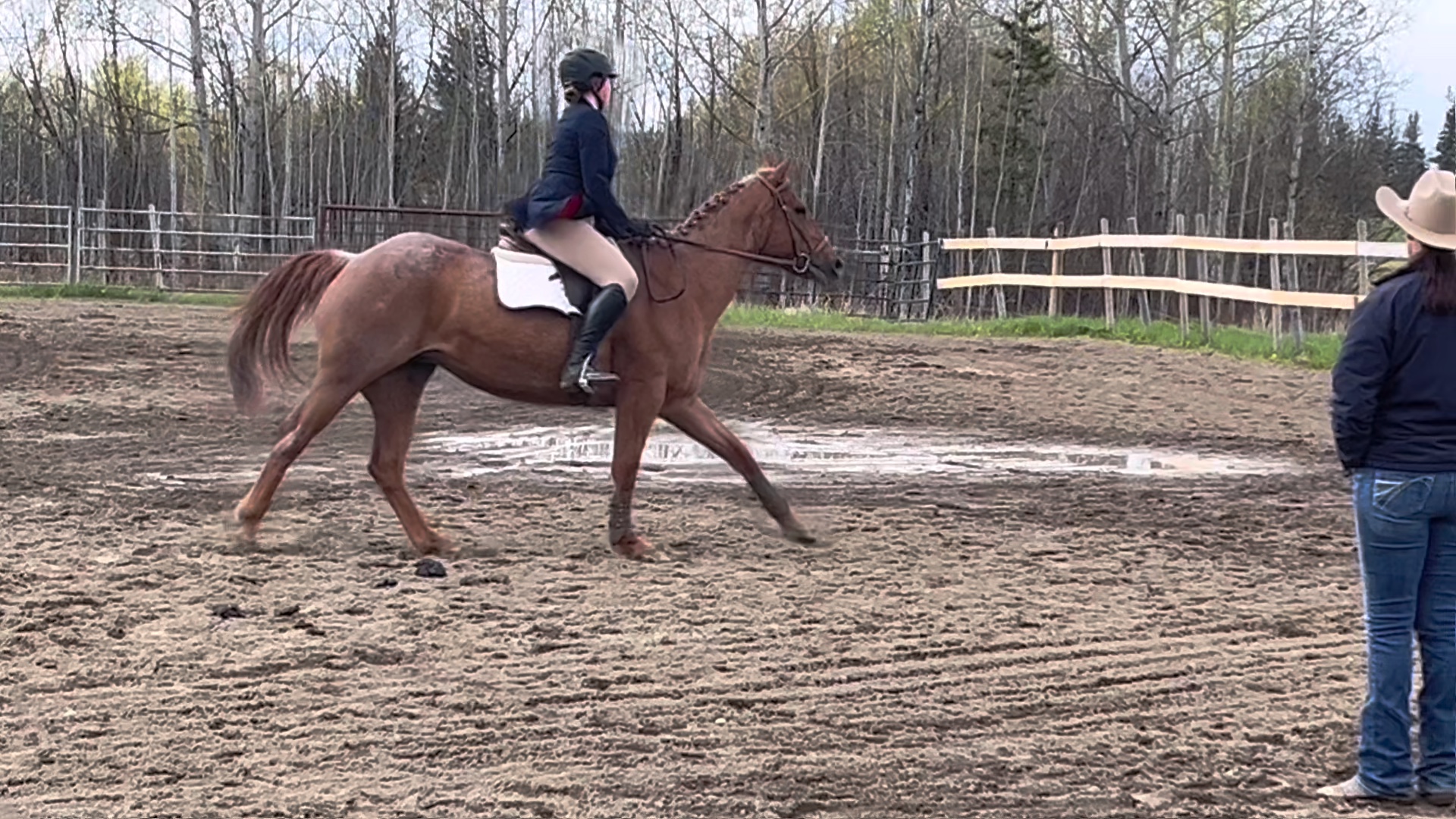 Her canter 🤭