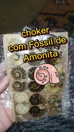 fossil de Amonita