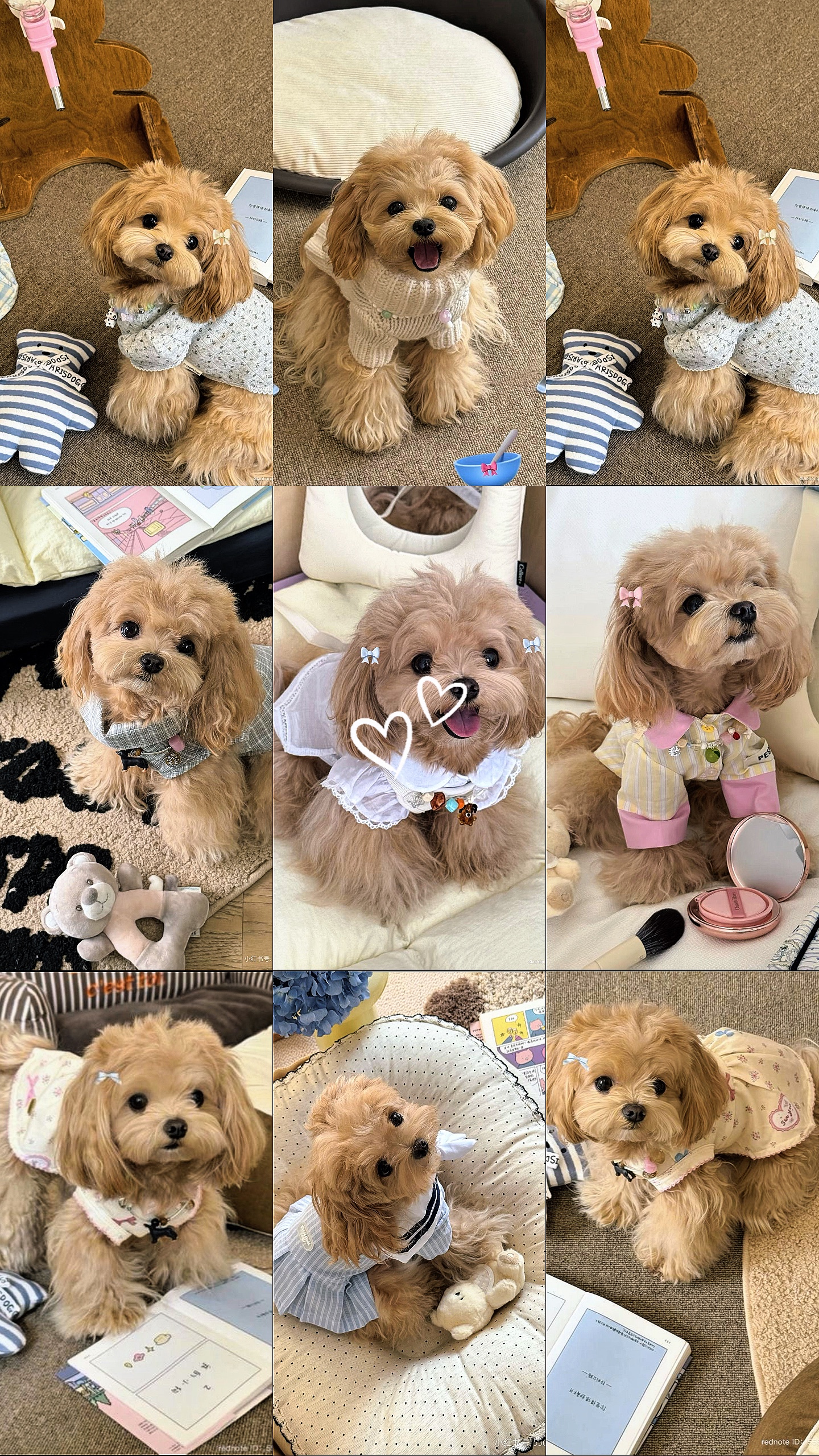 Mi amor cachorro