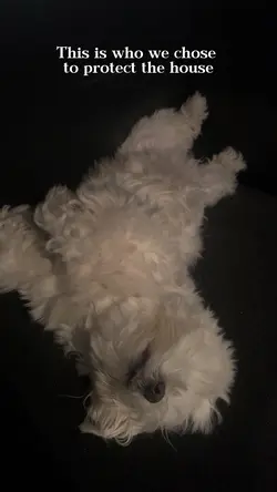 Dog 🥰