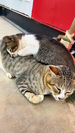 Sound kucing