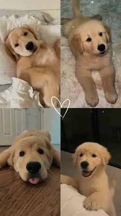 Dog moments