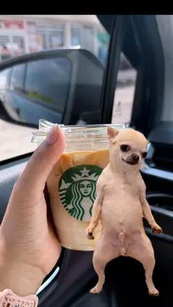 Dog dance asyik