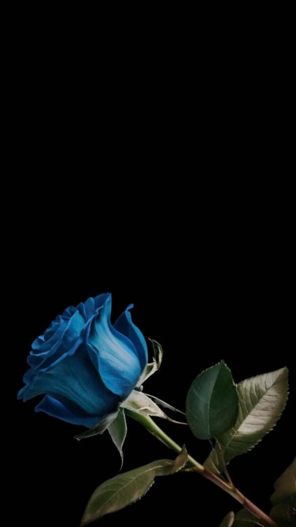 Rose bleue