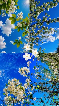 Sky Flowers