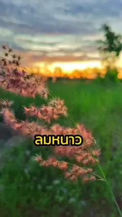 ลมหนาวยามเย็น