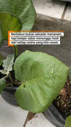 berkebun dan sabar 