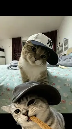 Trend cat