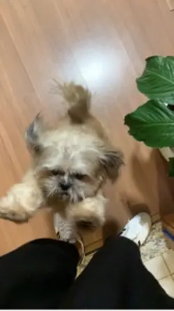PET SHOP 