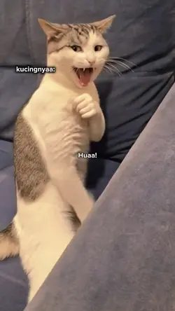 Takut kucing