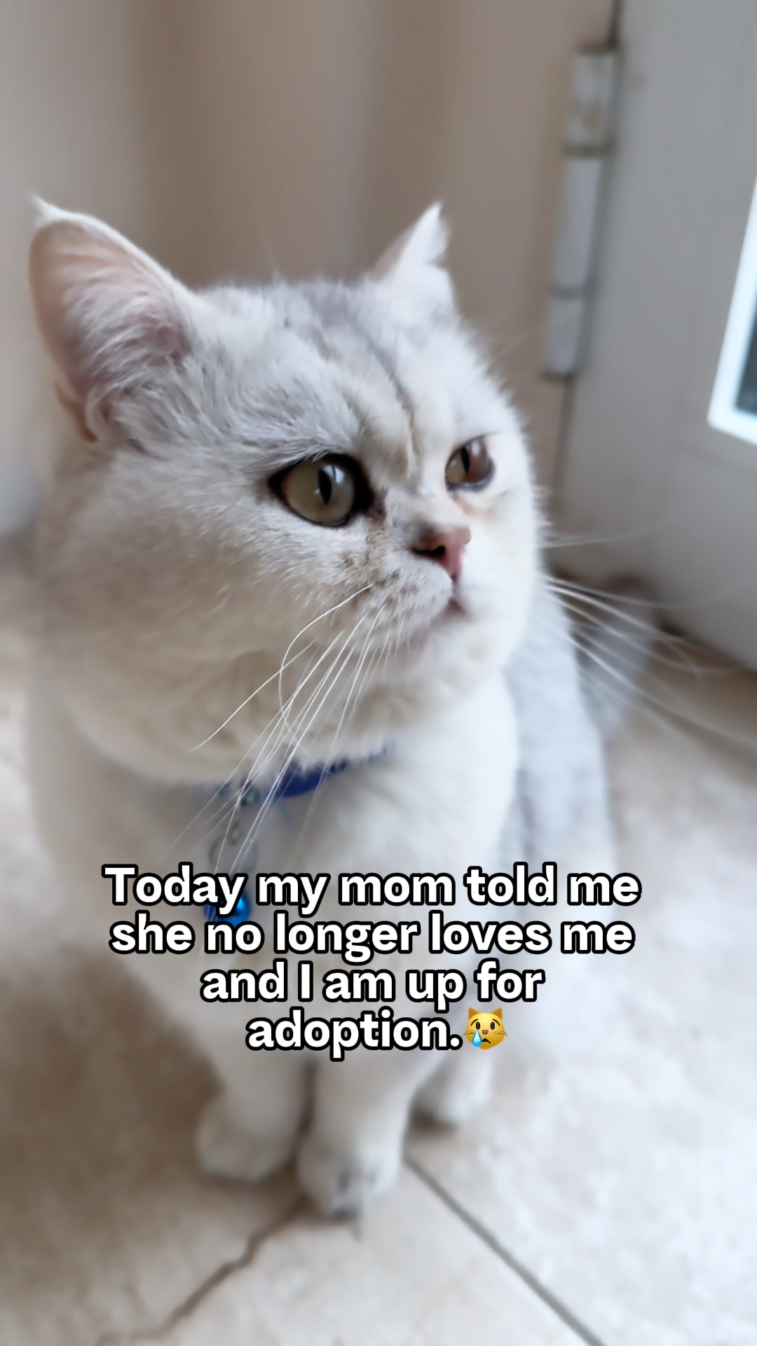 妈妈不爱我😿