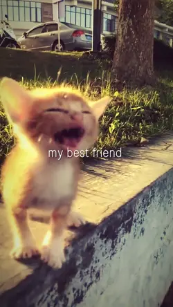 cute cat