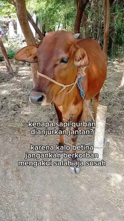 qurban
